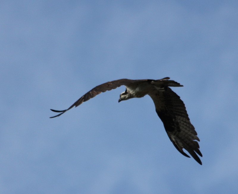 Osprey