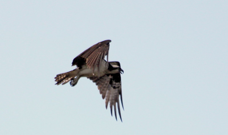 Osprey