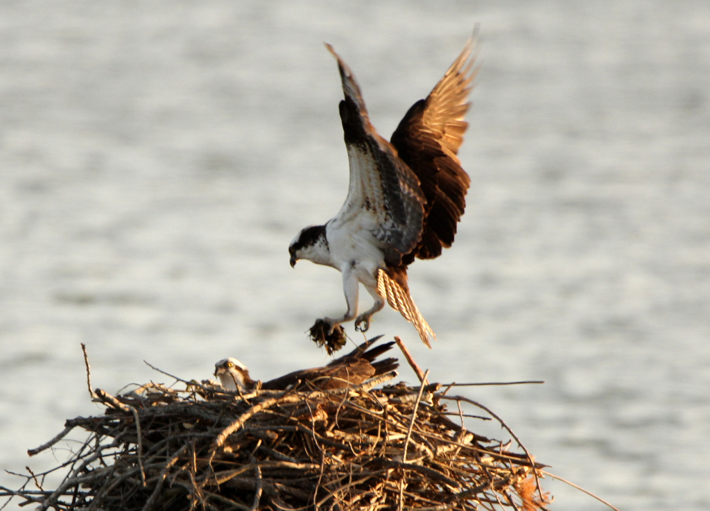 Osprey