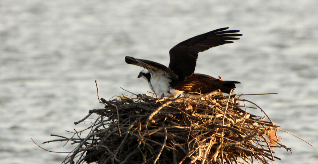 Osprey