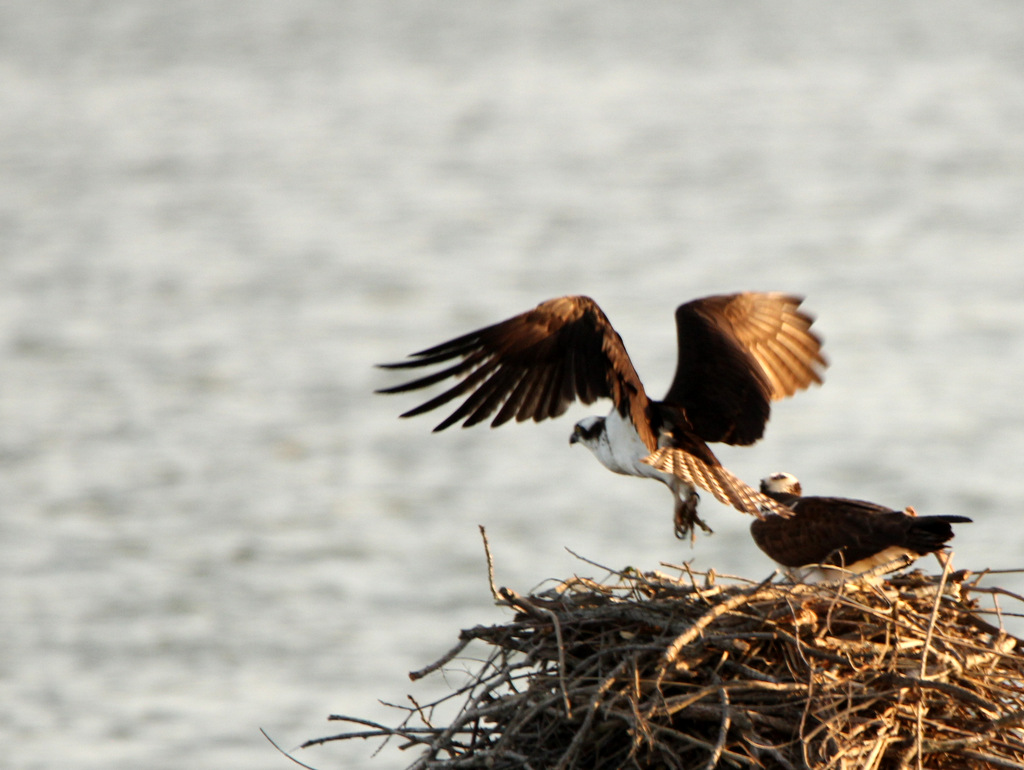 Osprey