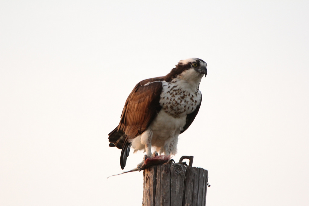 Osprey