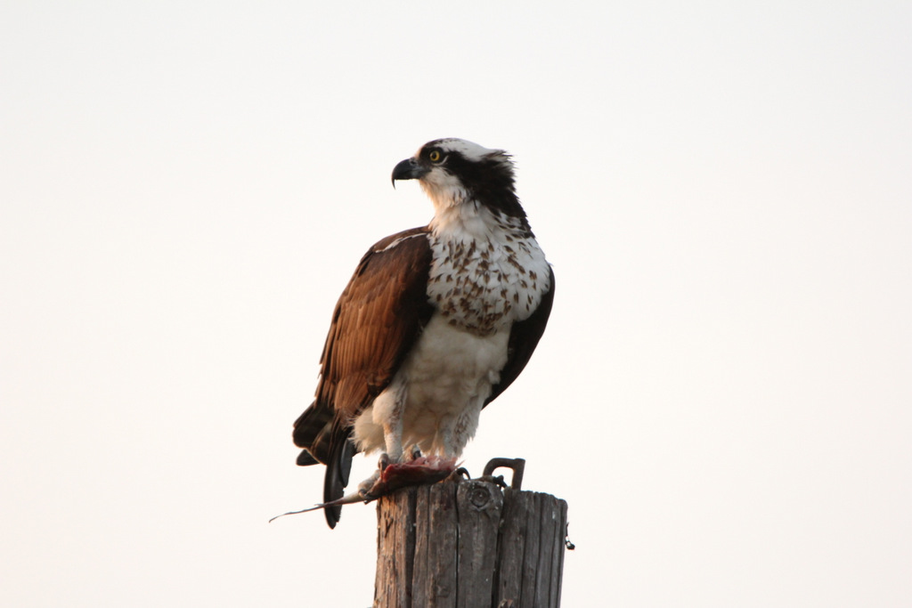 Osprey