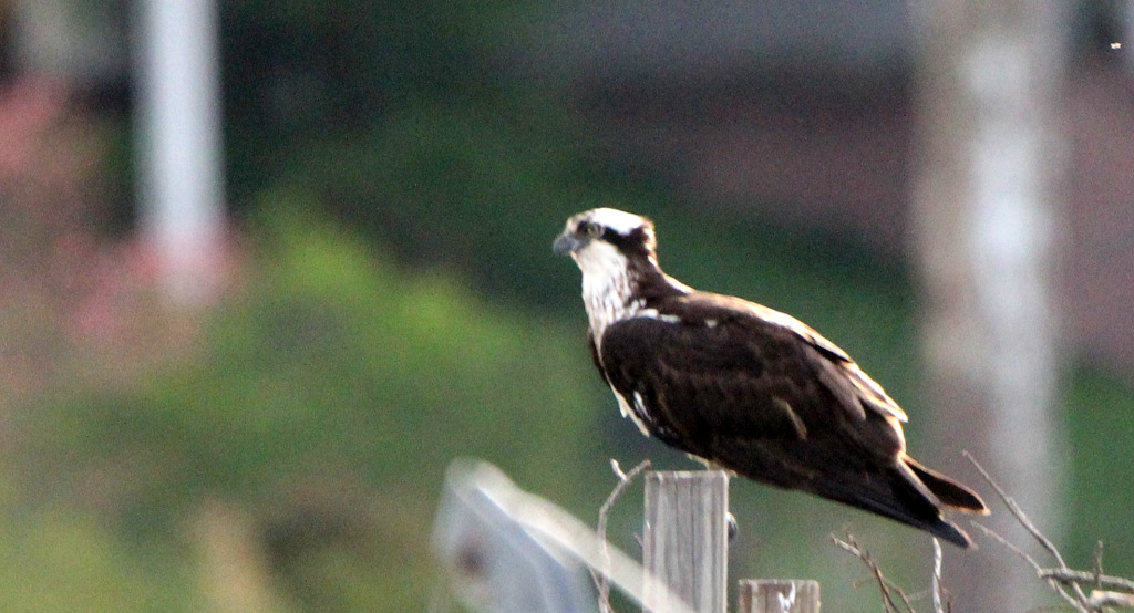 Osprey