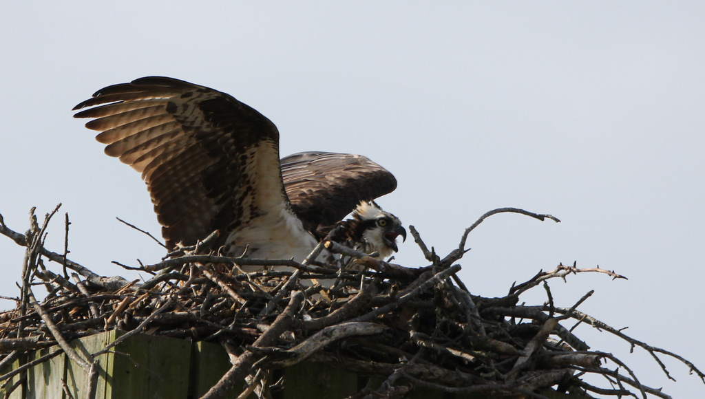 Osprey