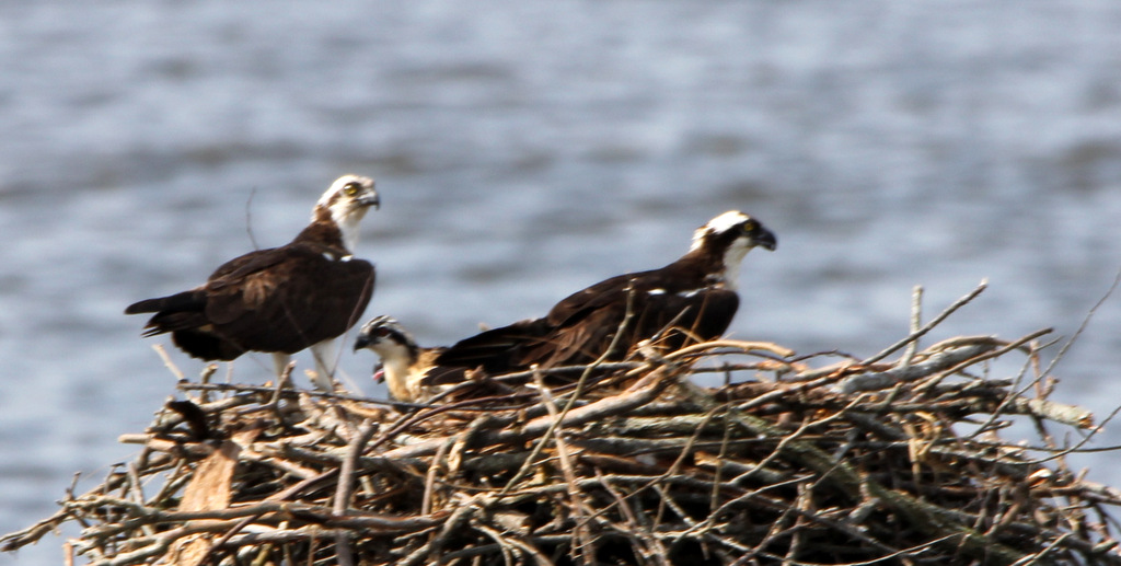 Osprey