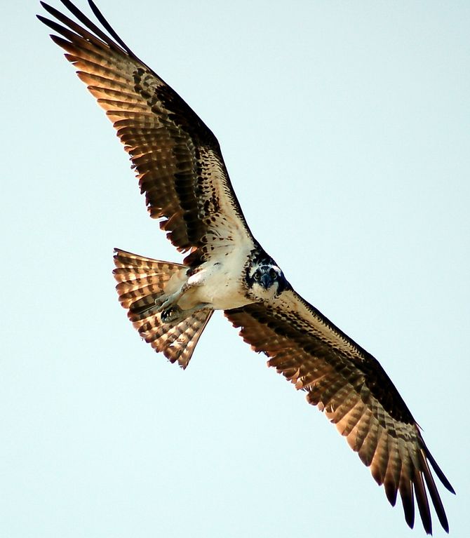 osprey026