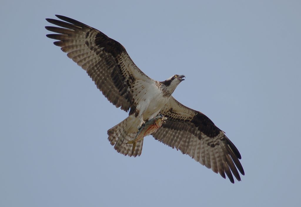 osprey_got_fish