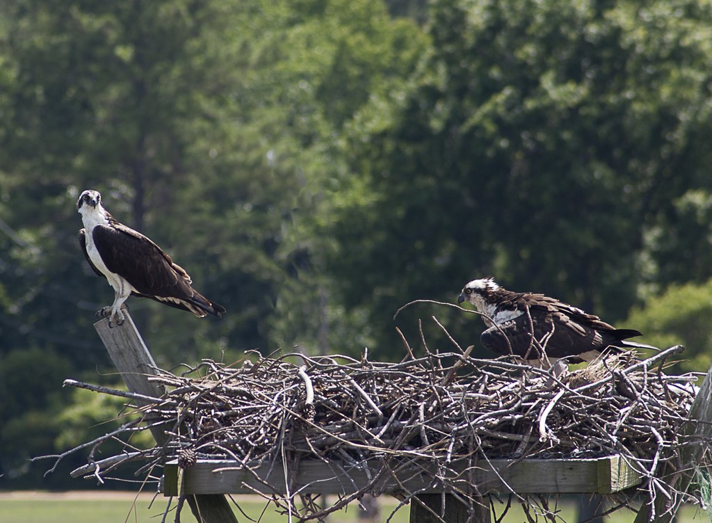 Ospreys in Nests