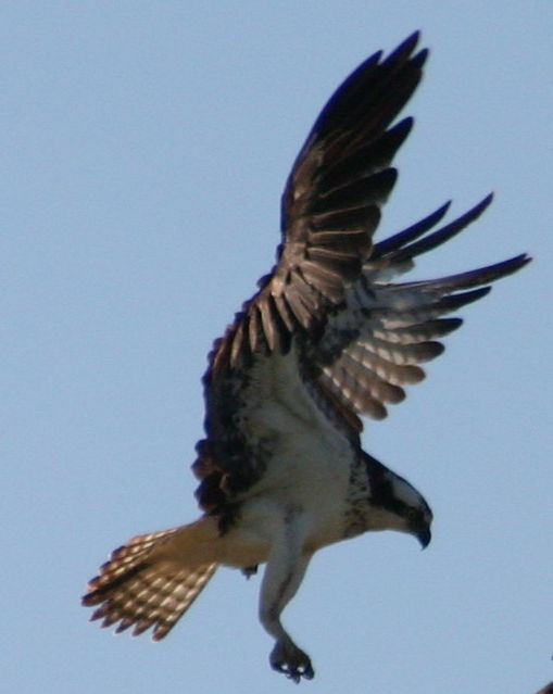 Ospreys