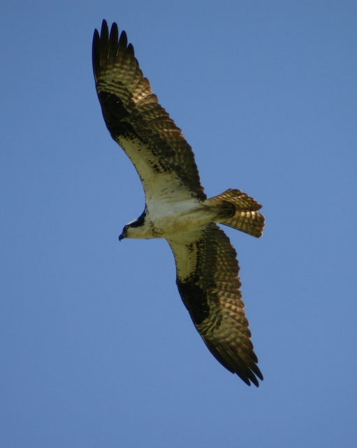 Ospreys