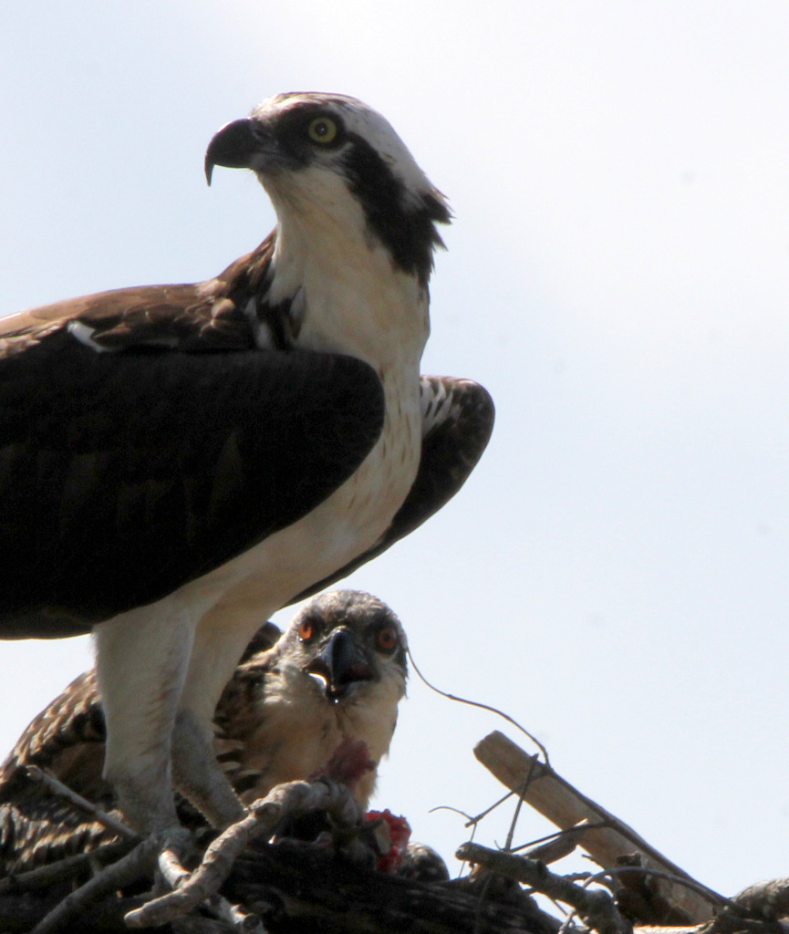 Ospreys