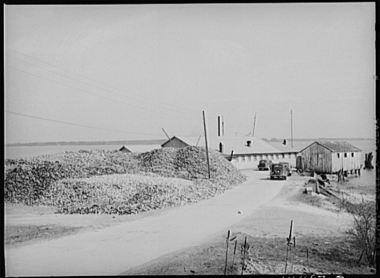 Oyster house and shuck pile. Rock Point, Maryland, 1941