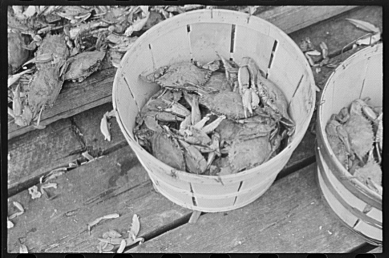 Part of a basket of select crabs. Rock Point, Maryland, Sept. 1941