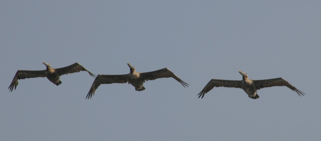 Pelicans of Daytona