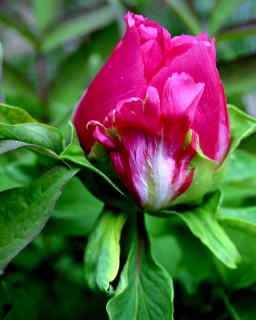 Peony Tree