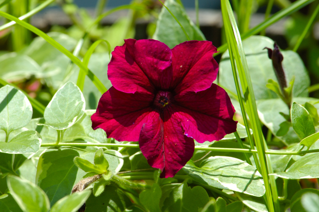 Petunia in Early June