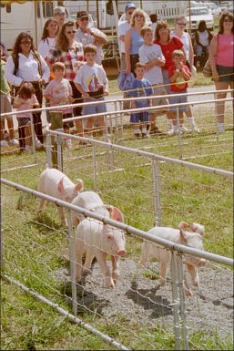 Pig Races