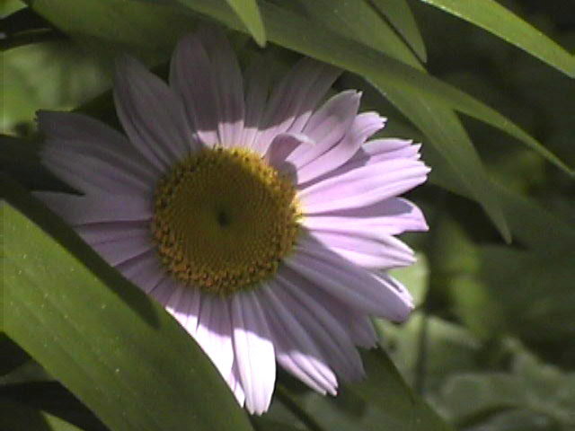 pink daisy