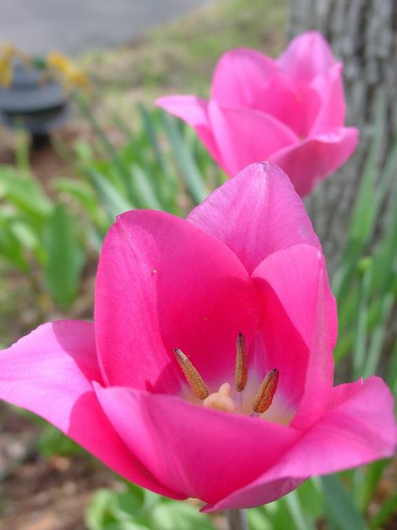 Pink Flowers