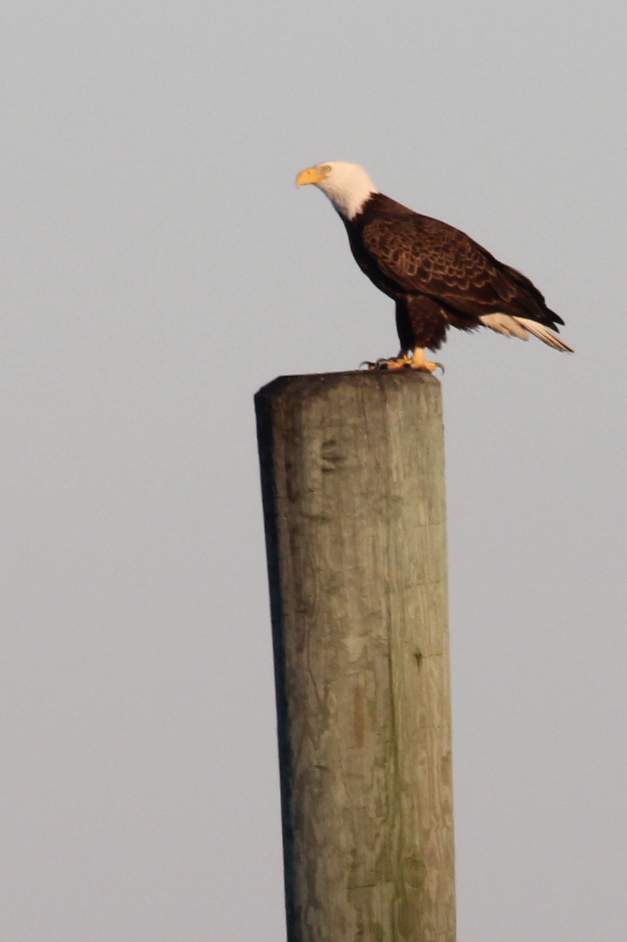 Point Lookout Eagle