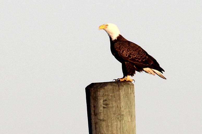 Point Lookout Eagle