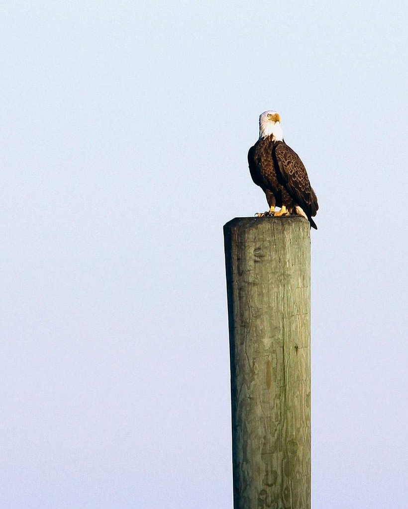 Point Lookout Eagle