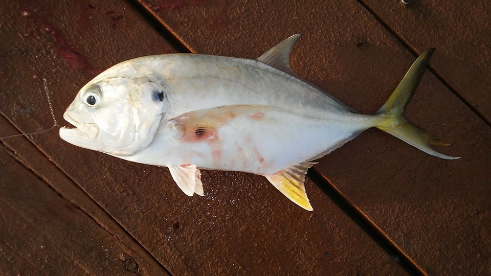 pompano