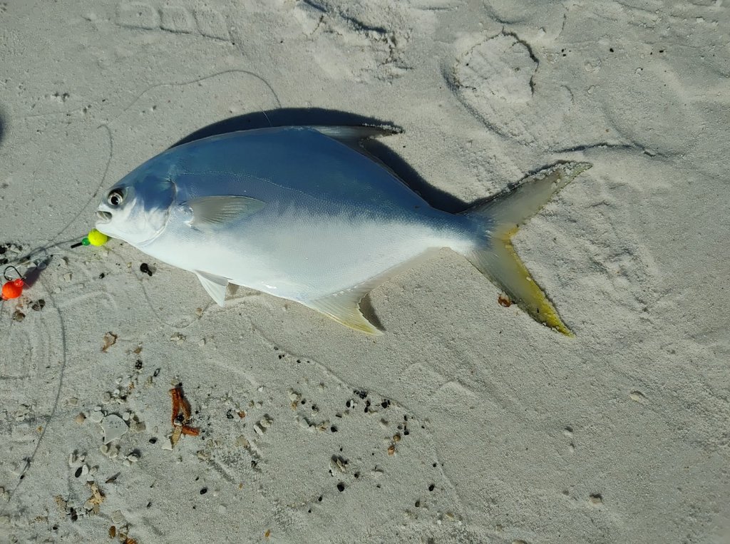 pompano