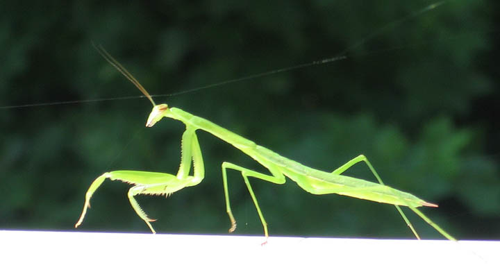 Praying Manthis under spider web