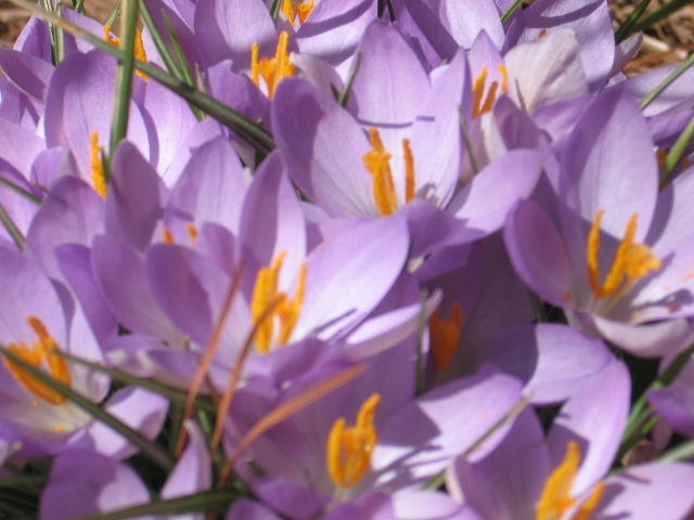 Pretty little crocus