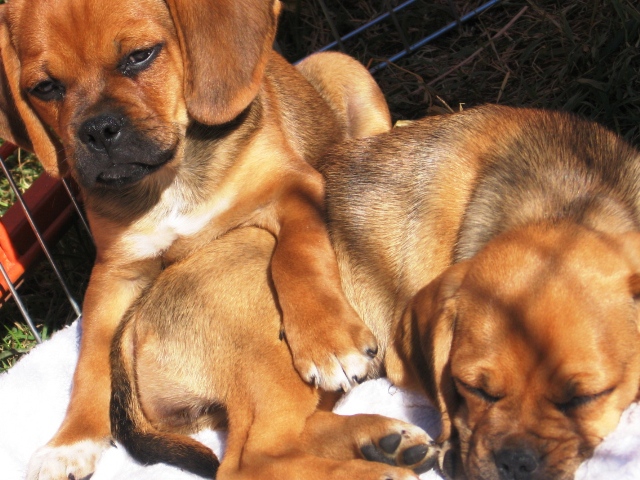 PUGGLES!!--Bred by the AMISH!