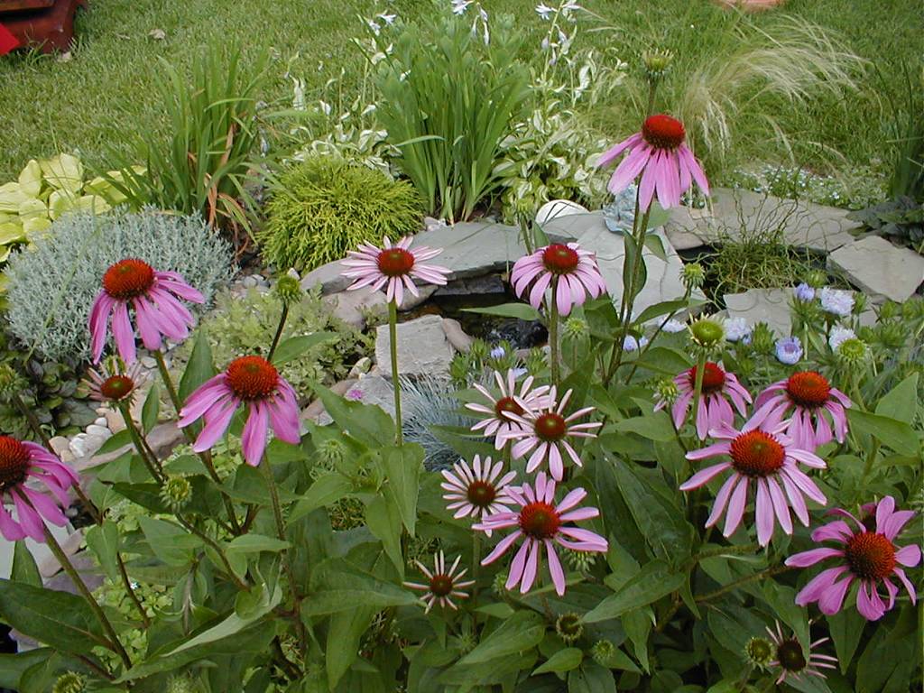 Purple Cone Flowers