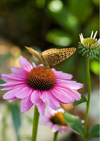 Purple  Coneflower