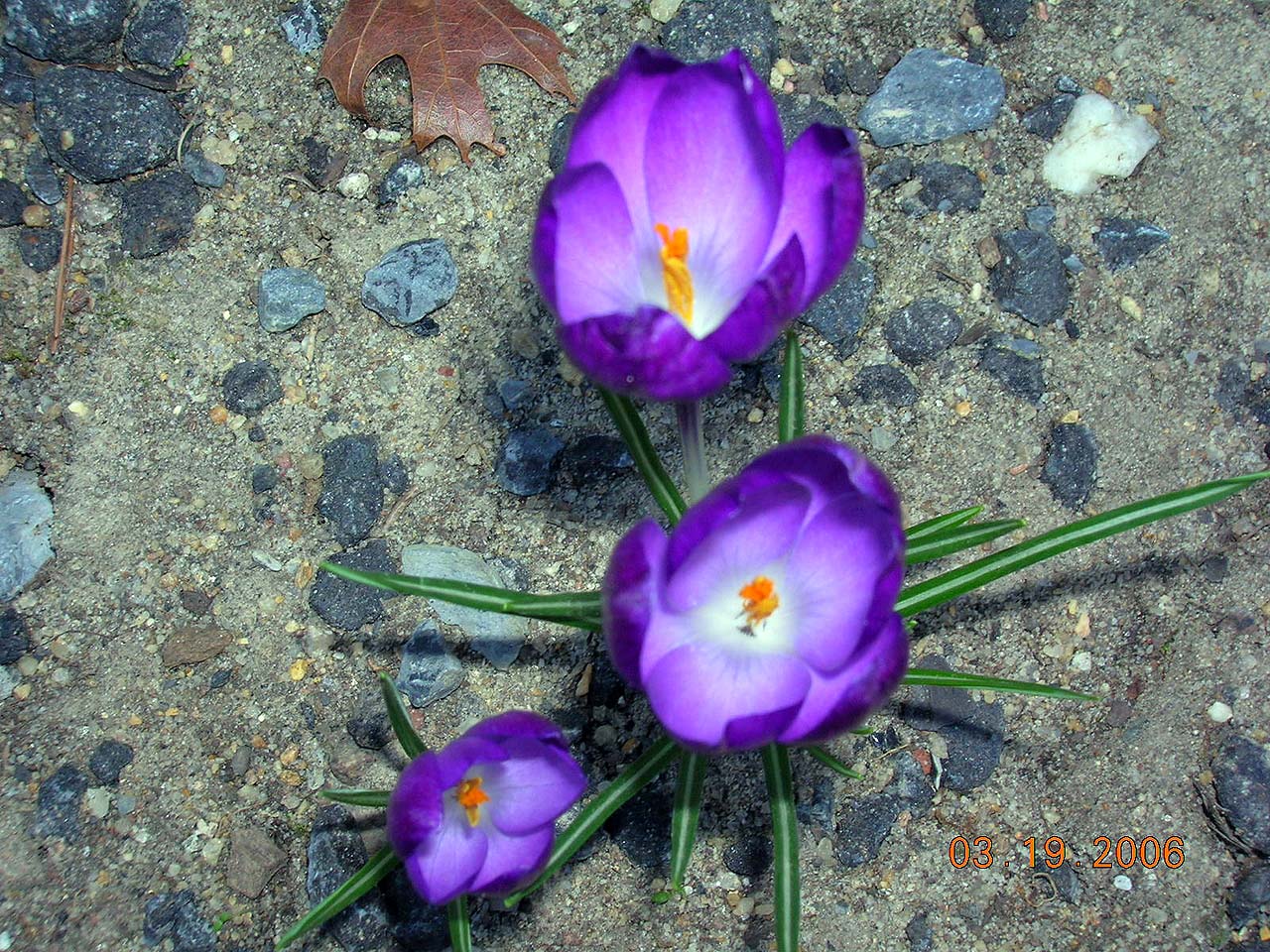 purple crocus