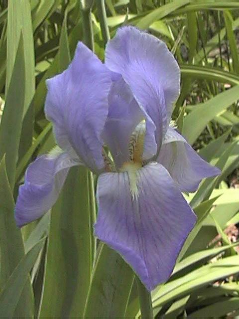 Purple Iris