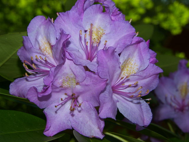 PURPLE RHODA BLOOM