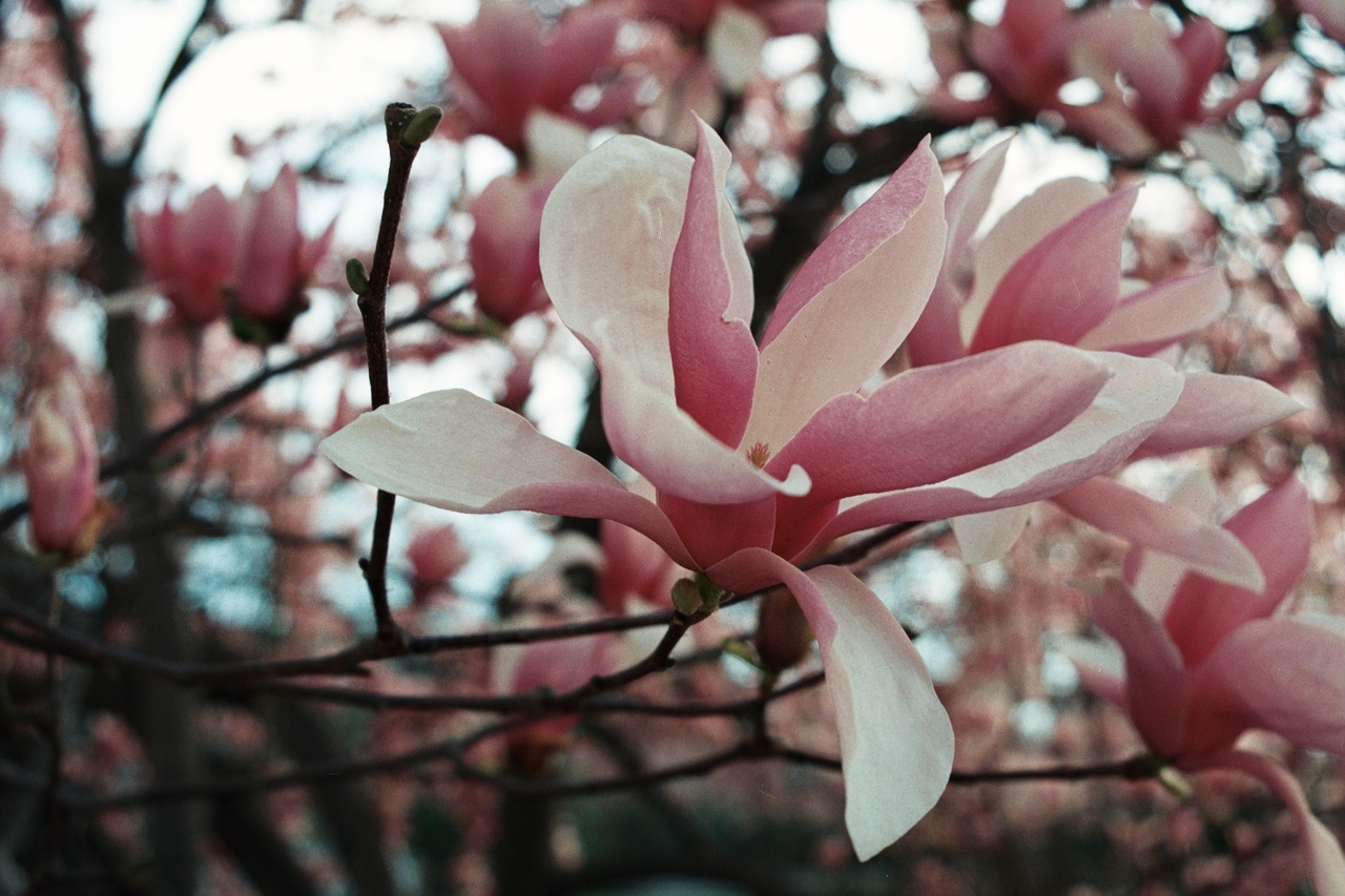 Random flowers near Air and Space Museum