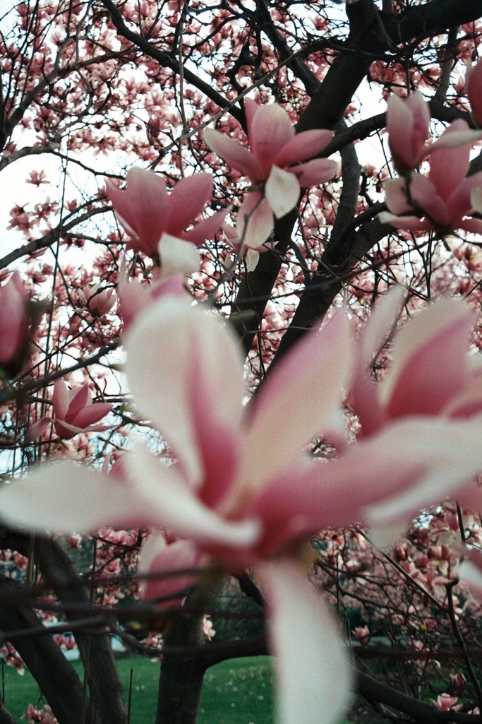 Random flowers near Air and Space Museum