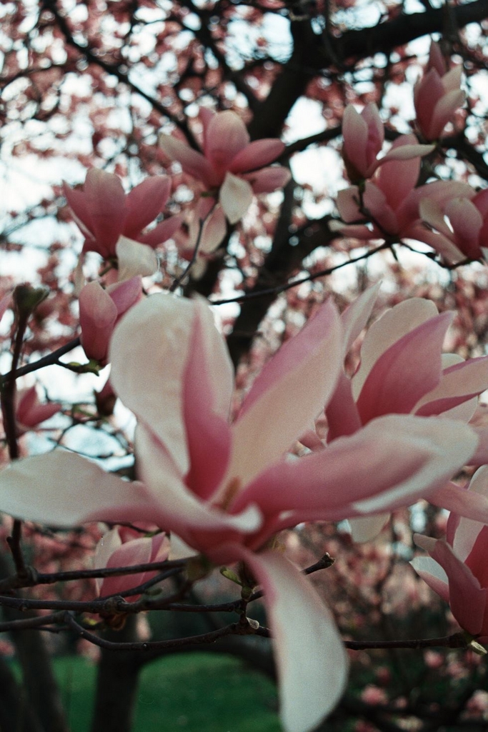 Random flowers near Air and Space Museum