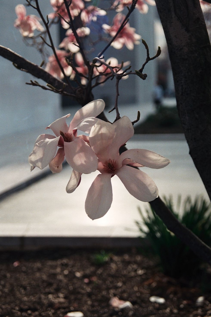 Random flowers near Air and Space Museum