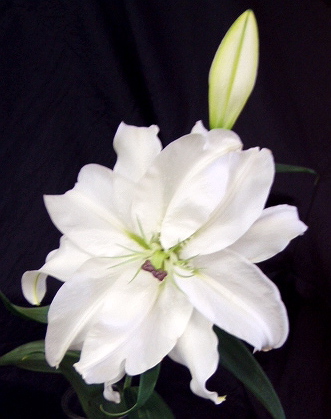 Rare fragrant double lily - different view