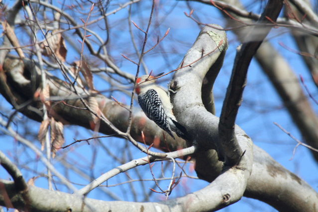 red-bellied woodpecker, female