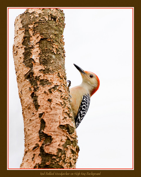 Red Bellied Woodpecker (High Key Background)