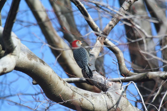 red-bellied woodpecker, male