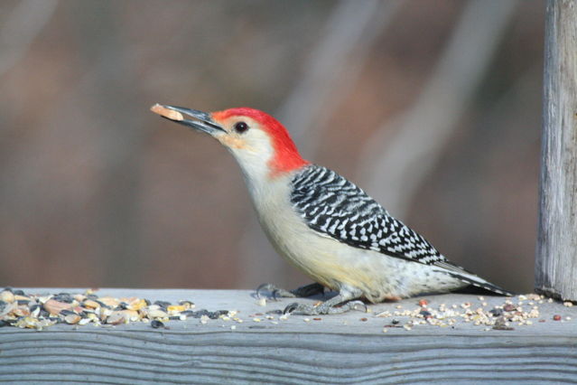 red-bellied woodpecker,  male