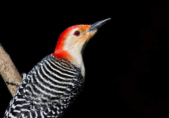 Red Bellied Woodpecker