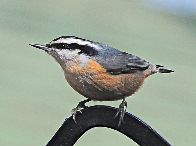 Red-breasted Nuthatch