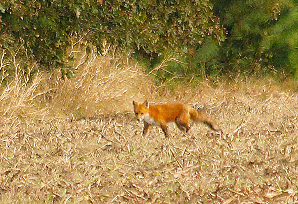 Red Fox