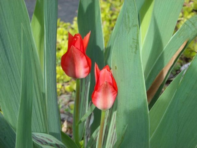 Red Riding Hood Tulips